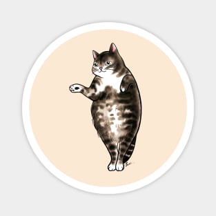 Cat dot dot belly Magnet